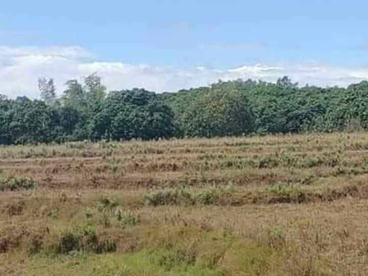 1.9 hectares Farm Lot For Sale in Angat Bulacan