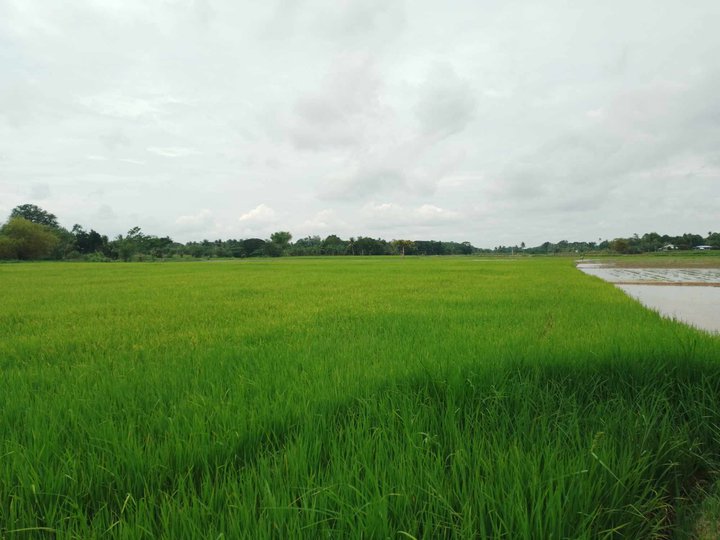 10 hectares Agricultural Farm For Sale in Matalam Cotabato