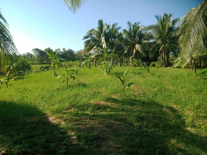 Farm Land near Catanauan Beach