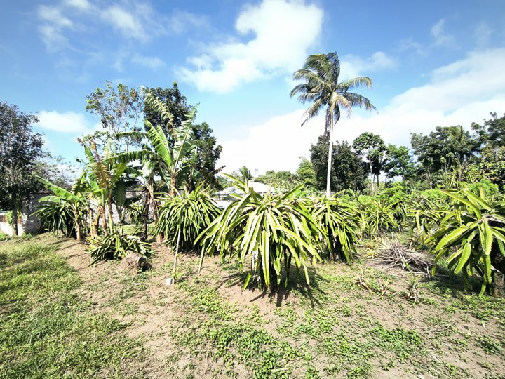 500sqm Residential Farm Amadeo Cavite [Lots 🚜] (December 2024) in ...