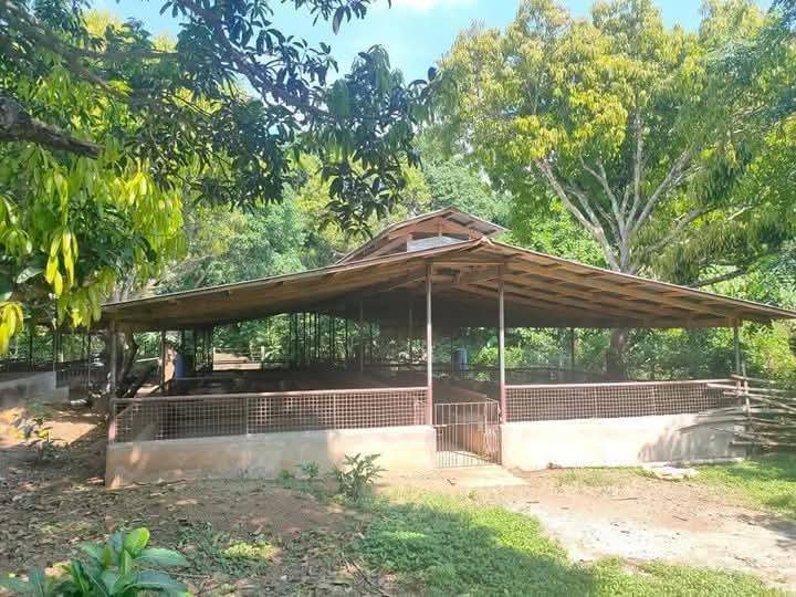 1.6ha titled with pigery and laying poultry building in PADRE GARCIA BATANGAS
