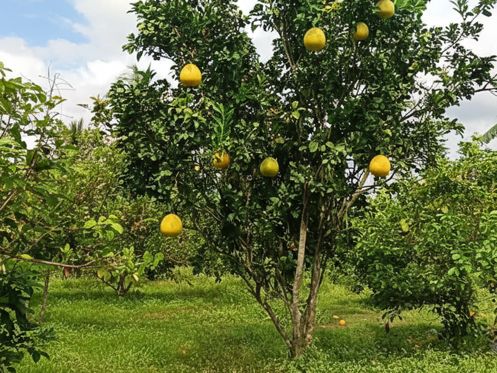 1,000 sqm Residential Farm For Sale in San Antonio Quezon