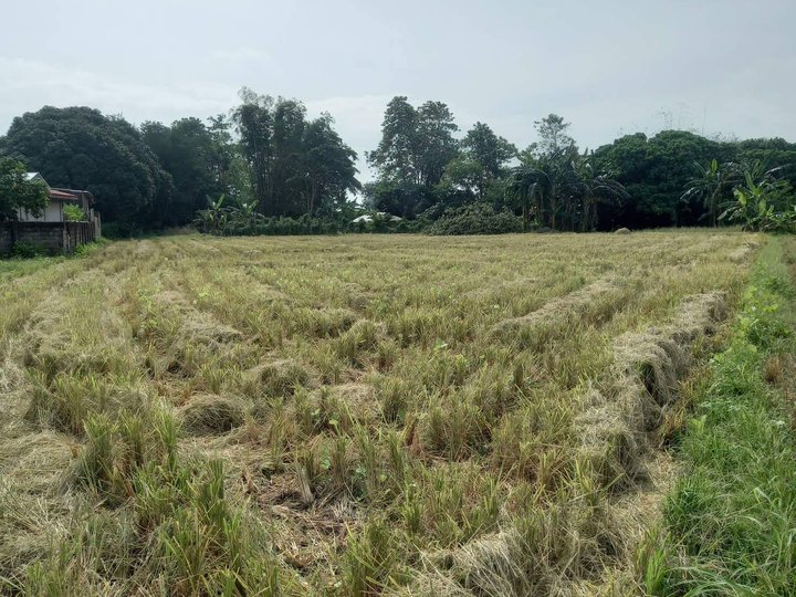 3,042sqm Agricultural Farm for sale in Manaoag Pangasinan