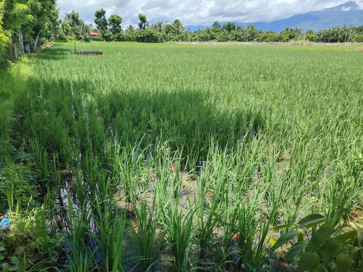 1.1 hectares Agricultural farm for sale in Calapan City Oriebtal Mindoro