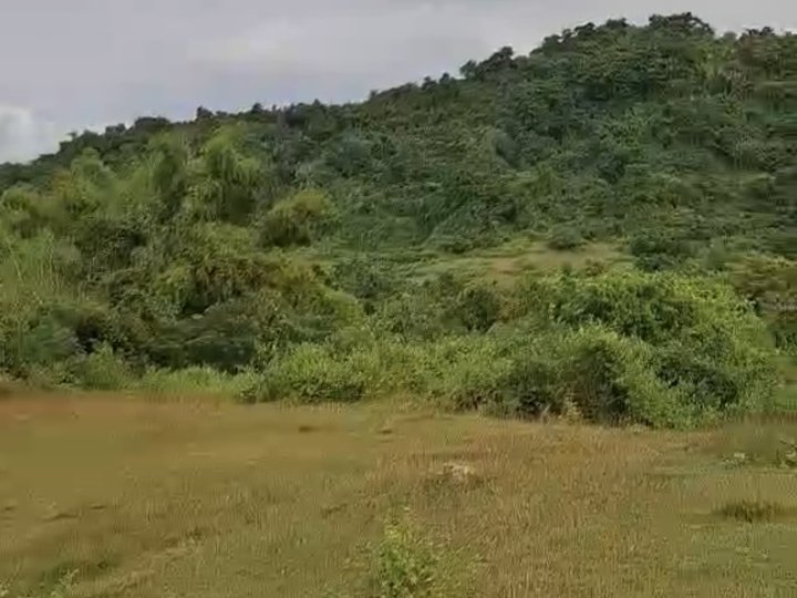 Farm lot 12 hectares Sta. Ignacia Tarlac