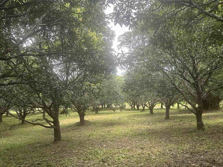 2 hectares Farm Lot For Sale in Palayan Nueva Ecija [Lots 🚜] (June 2026 ...