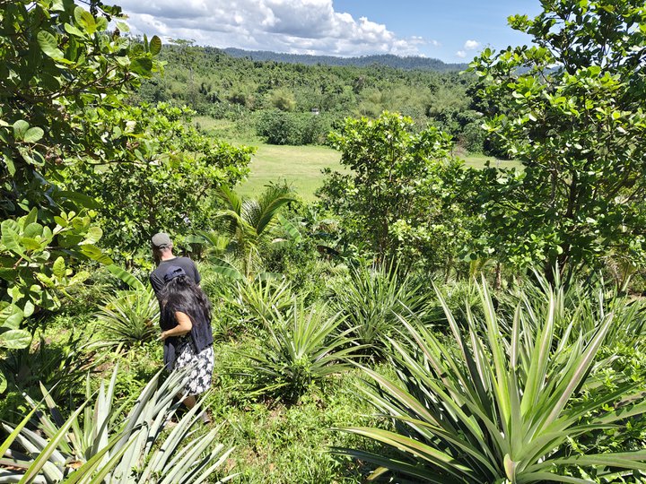 2.1 hectares Productive Farm Lot for Sale in Bgy. Abaroan, Roxas, Palawan