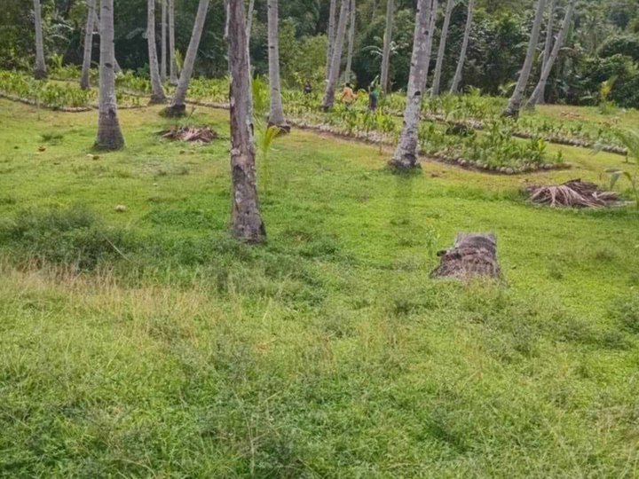 2 hectare coconut farm lot for sale in Roxas palawan