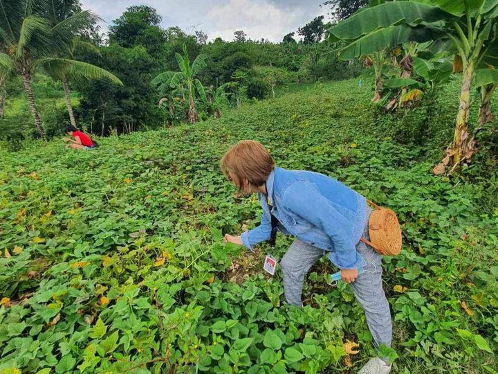 VERY AFFORDABLE FARMLOT FOR SALE IN DUMANJUG CEBU