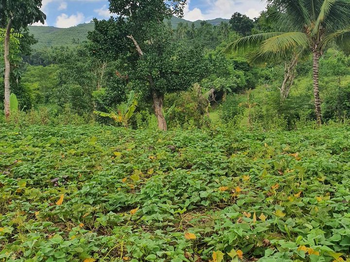 700/sqm. Residential Farm Lot in Dumanjug Cebu