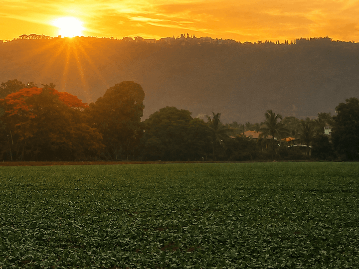 Farm Lot for Sale with Sunrise View in Tanauan, Batangas