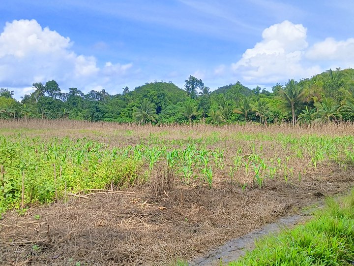 Farm Lot. For sale @ Sagbayan, Bohol