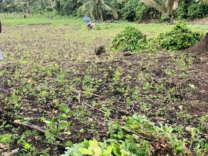 Farm Lot area 20629 sqm, 140/sqm,