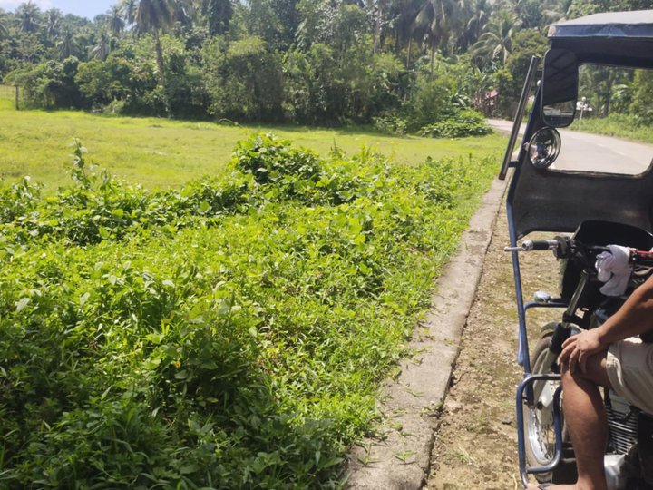 Farm lot for sale 1300/ sqm located at san isidro casiguran sorsogon