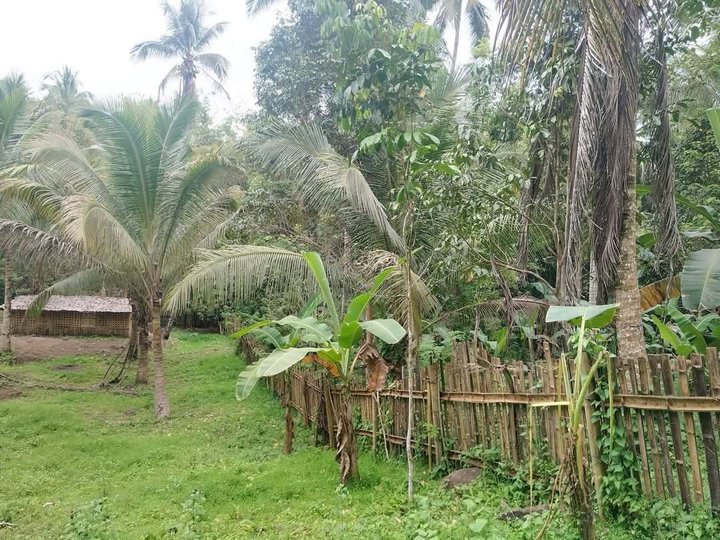Farm Lot 1 Hectare Balingasag Misamis Oriental