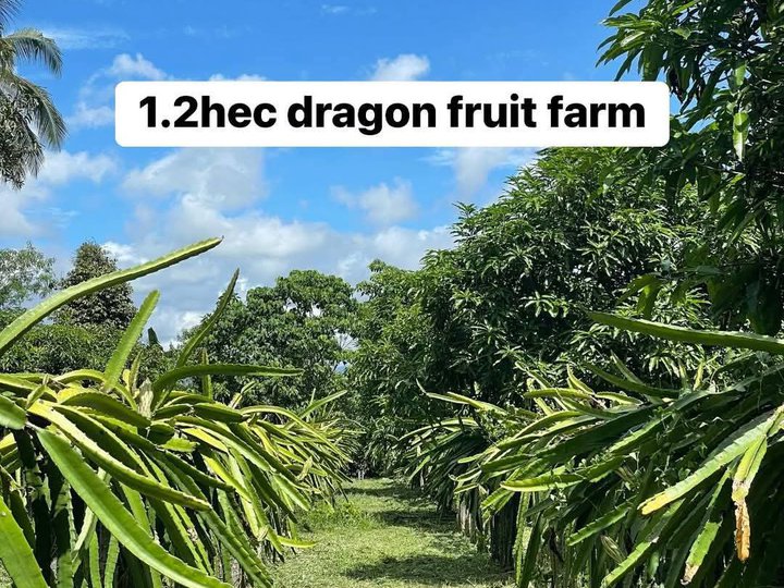 Dragon fruit Farm Davao City