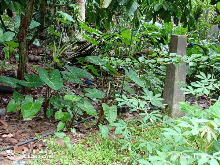 20,325 Farm Lot for Sale in Kidapawan City, COTABATO, Philippines.
