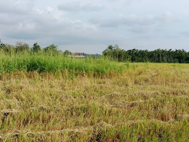 20 hectare farm lot for sale in Sablayan Occidental Mindoro