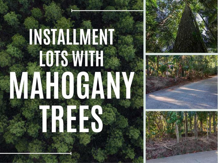 Fruit Bearing Mahogany Tree Farm lot for sale in Bailen Cavite