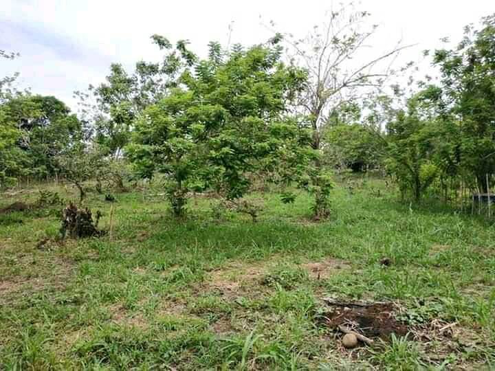 Farm Lot for Sale in Amadeo Cavite
