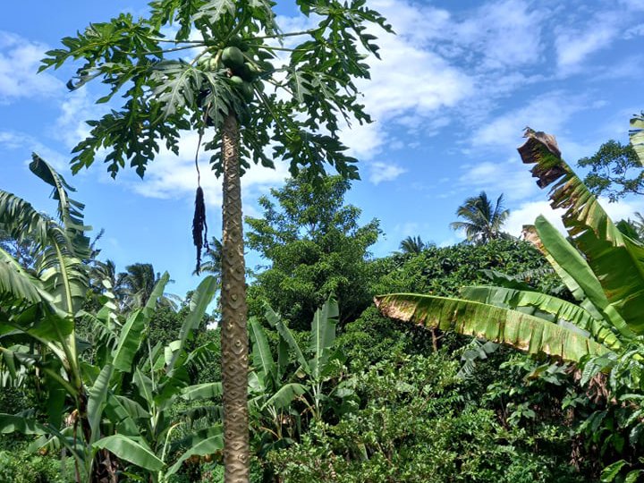 6618 m RESIDENTIAL FARM LOT, in Talisay, Lipa, Batangas