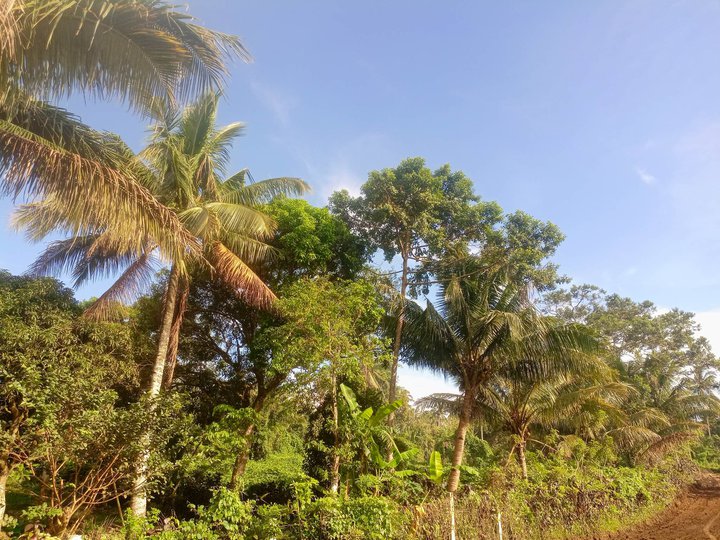 Residential Farm lot with perfect location near Tagaytay