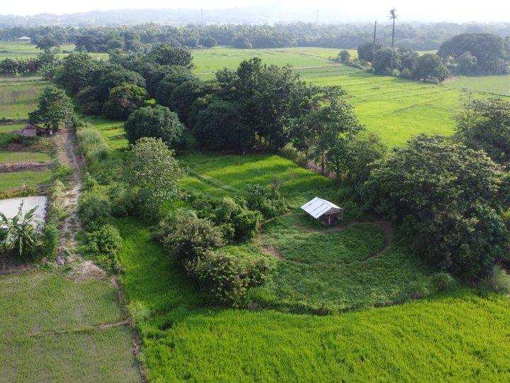 1.02 hectares Farm Lot For Sale in Cuyapo Nueva Ecija