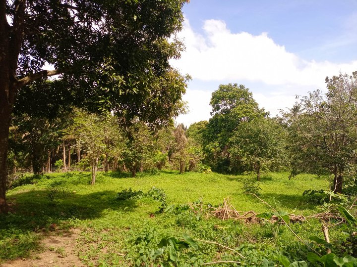500 sqm Farm lot with fruits bearing