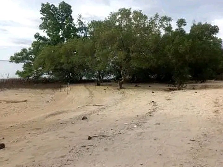 30000sqm White Sand  Beach Property For Sale In Tuburan