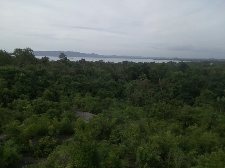 7,892  sqm Overlooking Residential Lot For Sale in Dauis Bohol