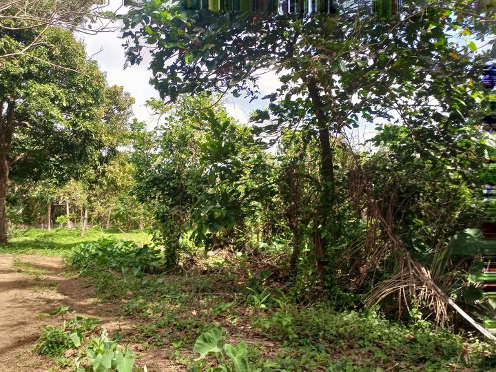 Farm lot for sale with fruit bearing trees 550 sqm Cavite