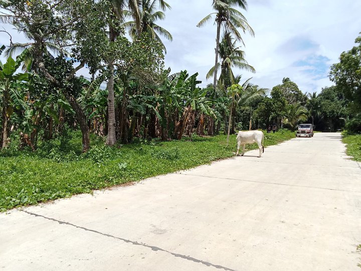 300sqm Affordable Farm Lot for sale in Indang Cavite