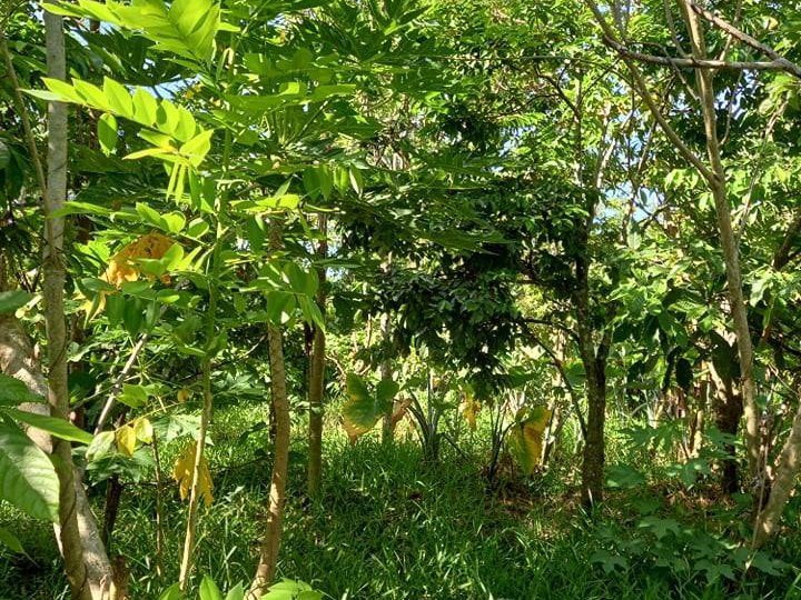 2,500 sqm Agricultural Farm For Sale in Indang Cavite