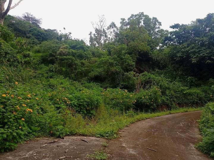 Lot for sale near Narra hills with mountain view