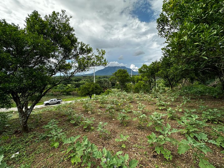 FARM LOT FOR SALE DOLORES, QUEZON