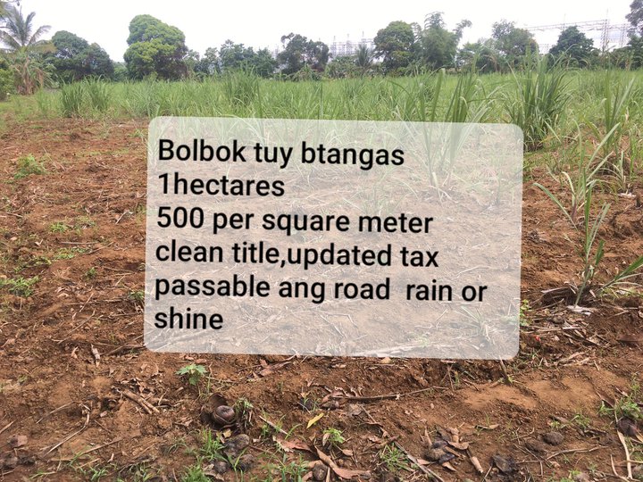 Farm lot 1 hectares for sale at bolboc tuy batangas