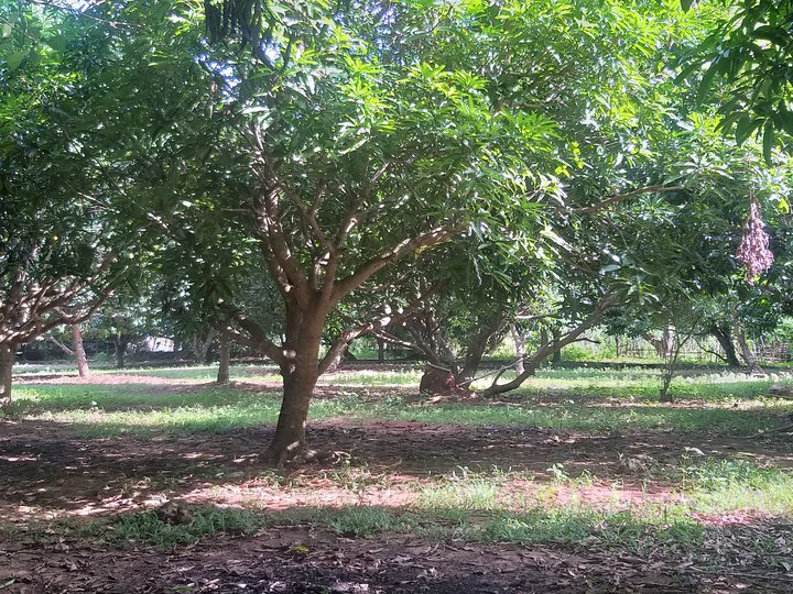 Mango Residential Farm 1hectar for Sale in Bolinao Pangasinan.