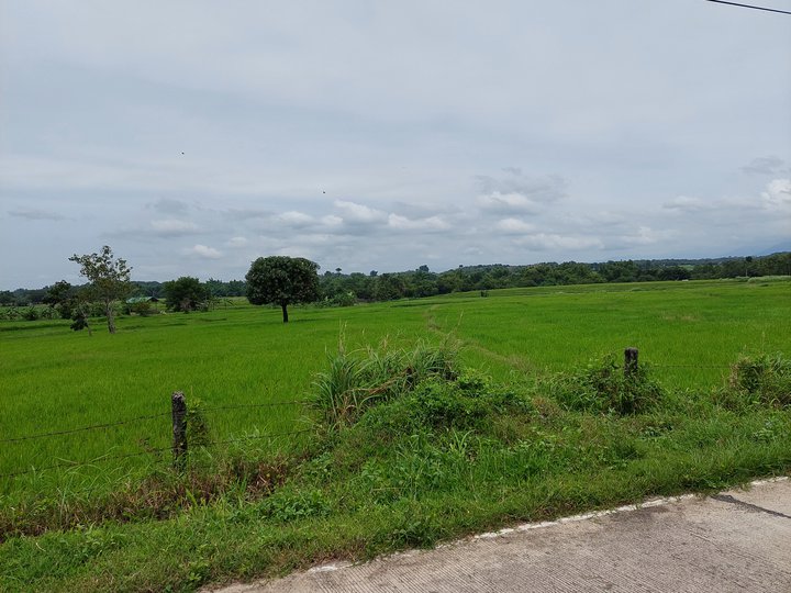 200000 sqm Agricultural Farm For Sale in Umingan Pangasinan