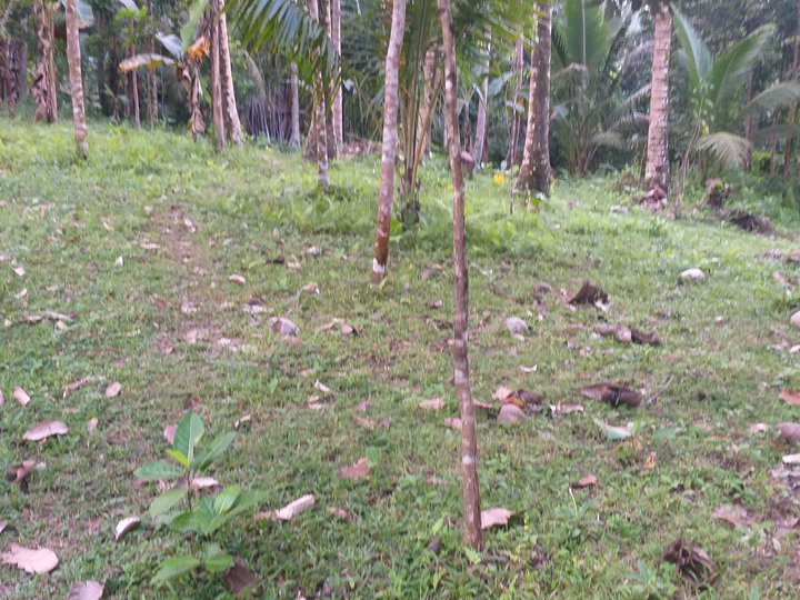 448 sqm Raw Land For Sale in Valencia (Luzurriaga) Negros Oriental