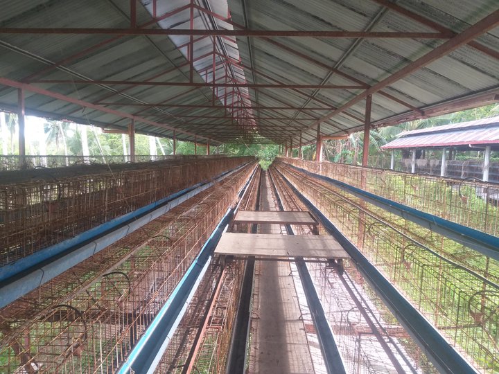 A Poultry farm for layers can accomodate 40,000 heads