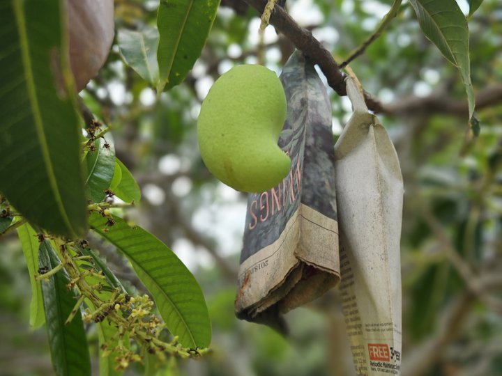 5.5 hec.- FARM LOT AT ZAMBOANGUITA NEGROS ORIENTAL w/250 mango trees
