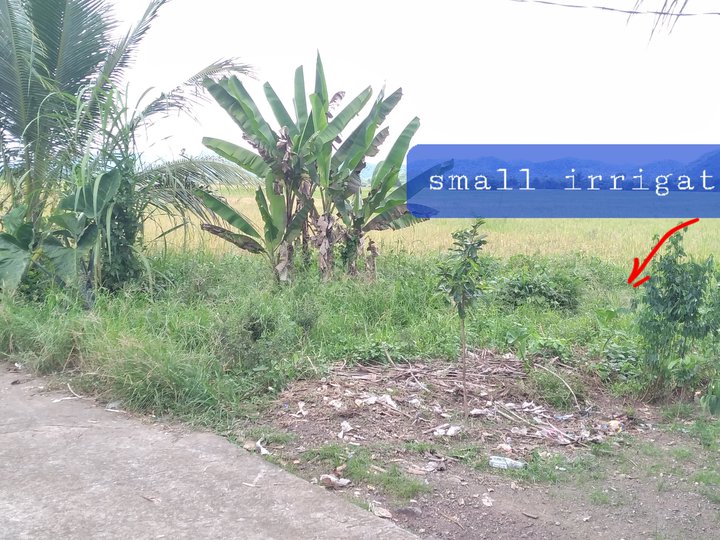 5.5 hectares Agricultural Farm For Sale in Santa Fe Leyte