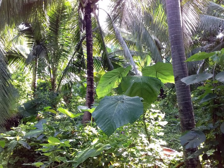 Farm lot with various trees and plants