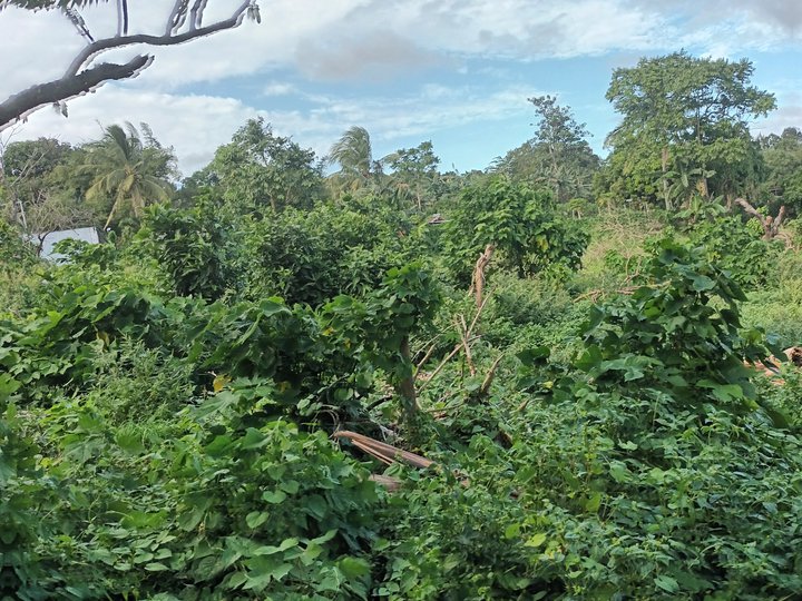300/1,000sqm,overlooking Residential Farm For Sale in Talisay Batangas