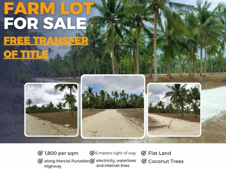 1,000 sqm per lot, Farm lot For Sale in Tiaong Quezon