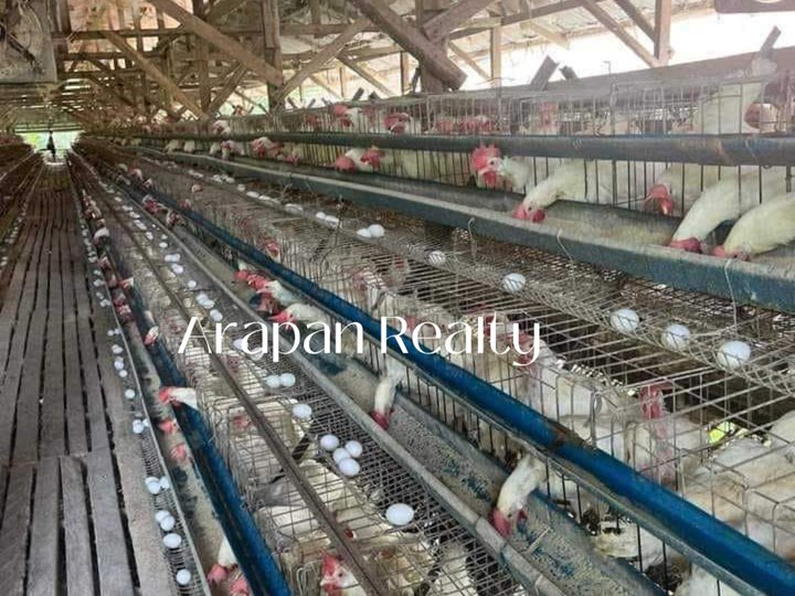 IMCOME GENERATING POULTRY FARM IN TUGBOK, DAVAO CITY -EARNINGS P2.4M Monthly