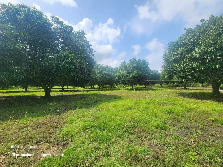 Bargain 1.5 hectares Farm Lot For Sale in San Juan Batangas