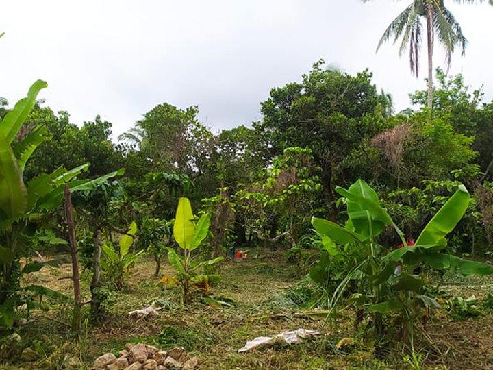 Farm Lot with many fruit bearing trees near Tagaytay cold weather