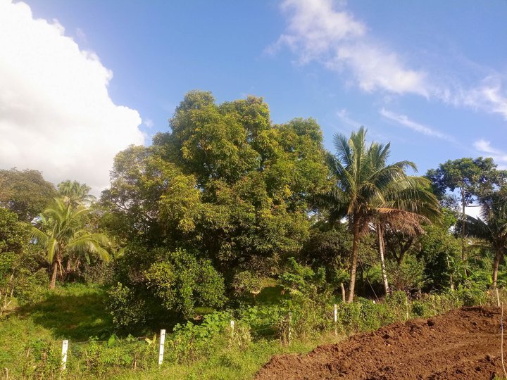 Farm Lot near Tagaytay for retirement investment and cold weather