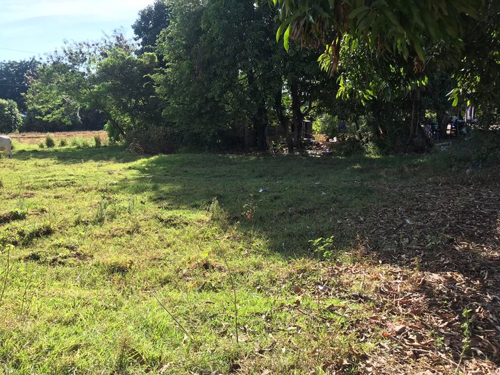 2500 sqm Residential Farm For Sale in Alaminos Pangasinan